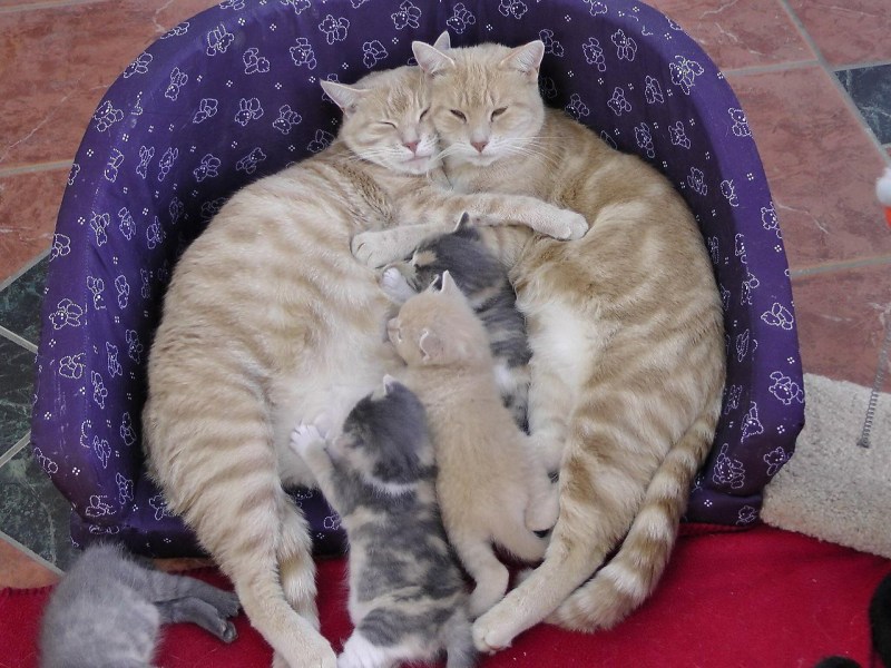 Мама кошка и папа кот