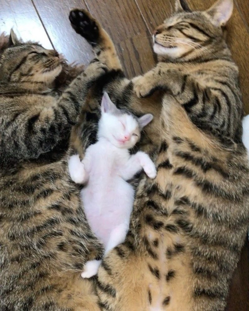 Семья котов