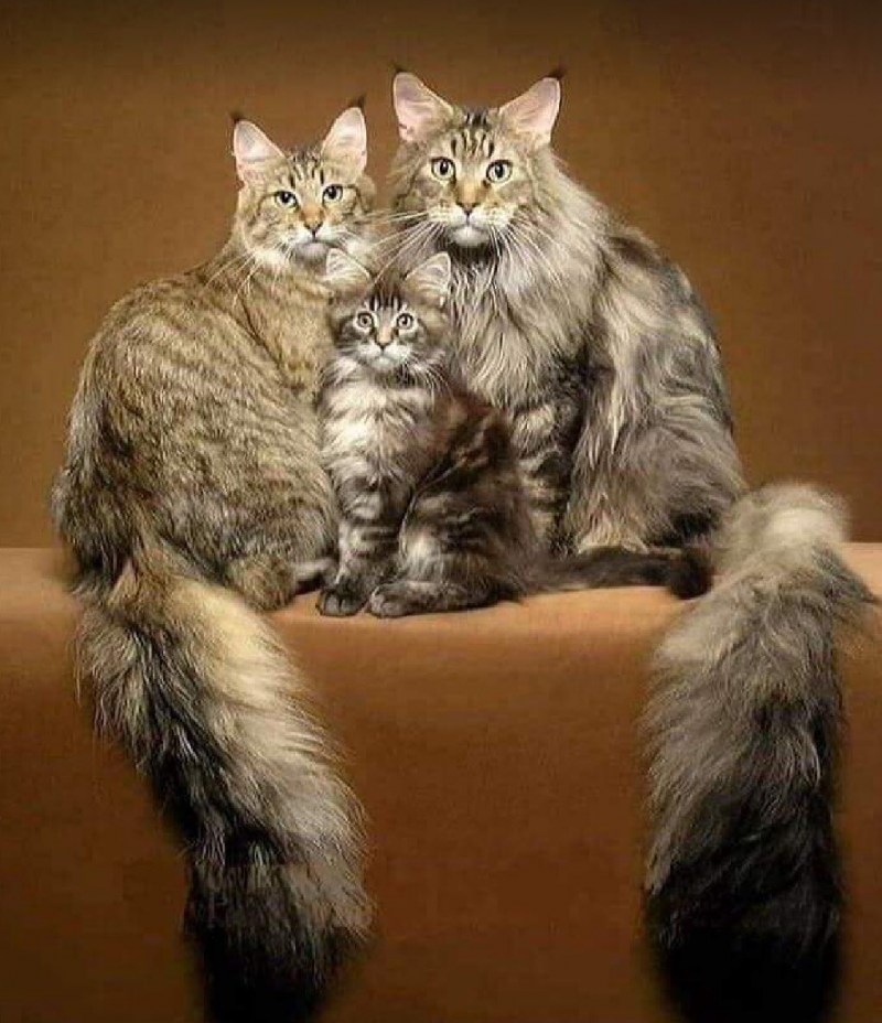 Кот и кошка Мейн кун