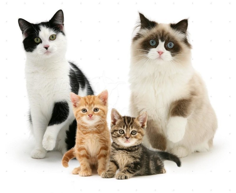 Кошка с котятами