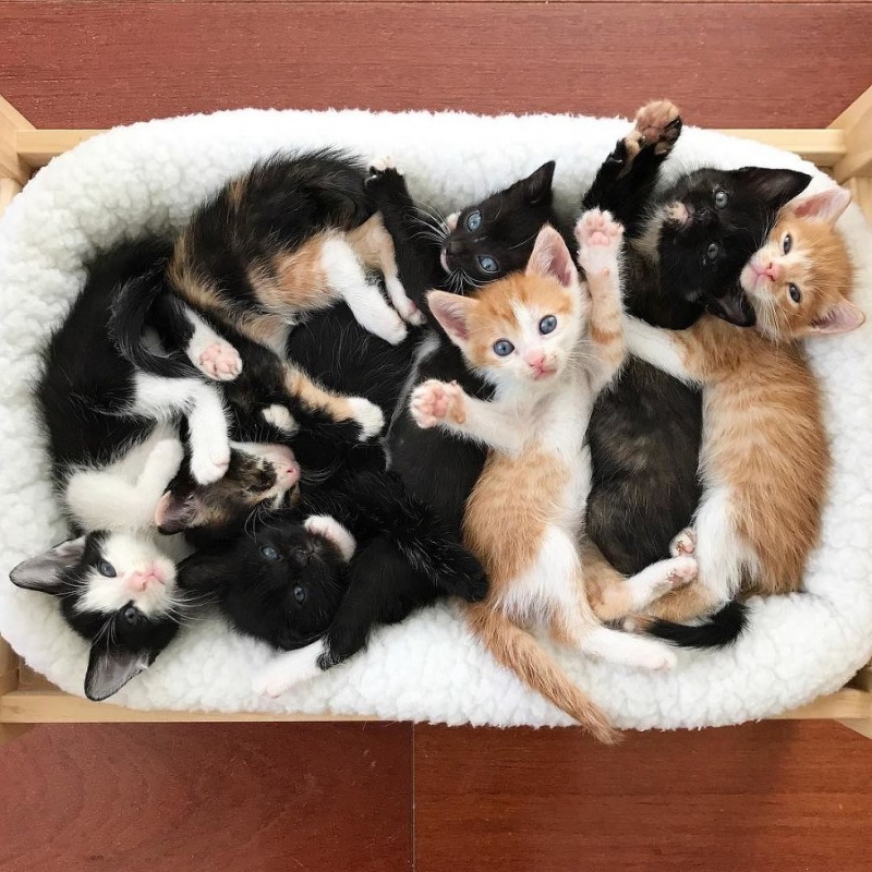 Много кошек