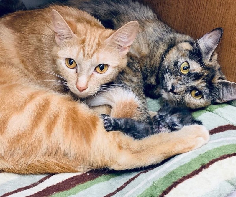 Семья кошек с котятами
