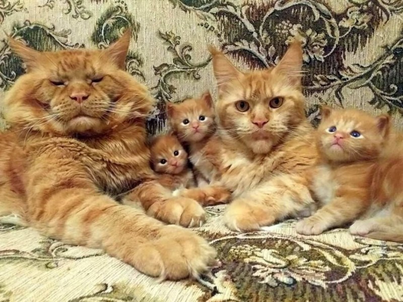 Мейн кун Джокер