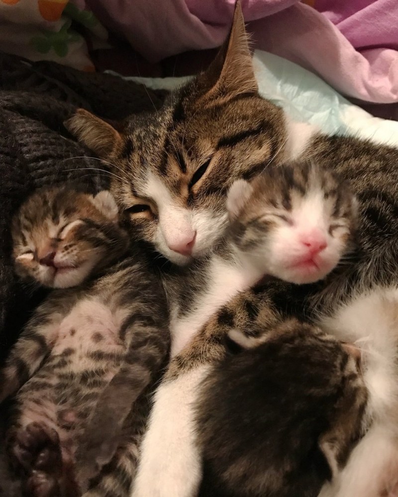 Кошачья семейка