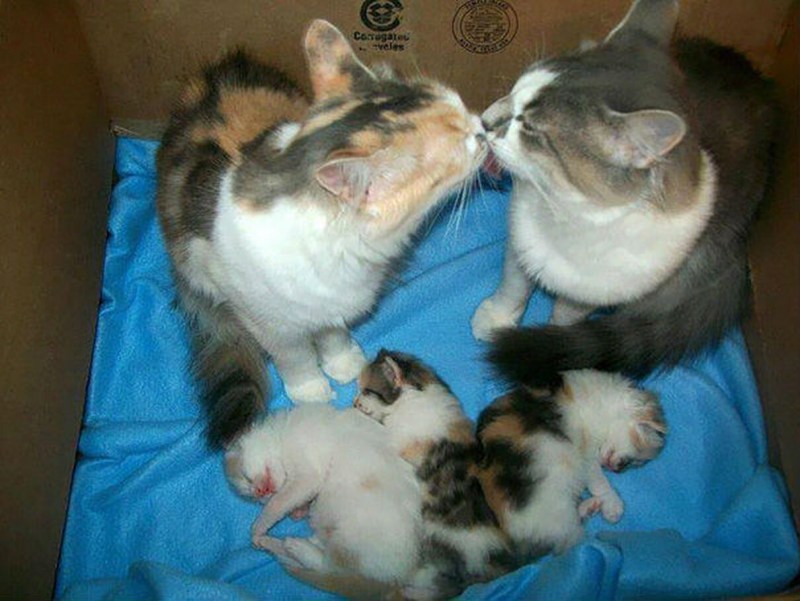 Мама кошка и папа кот и котята