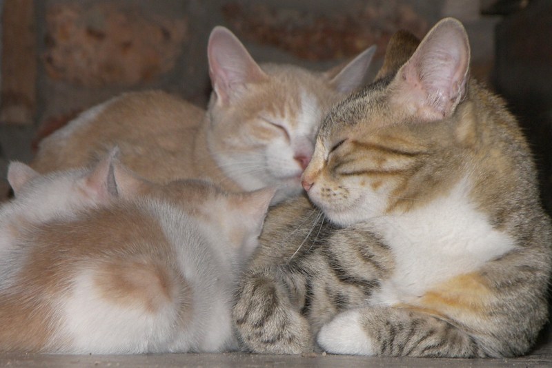 Кот, кошка и котенок