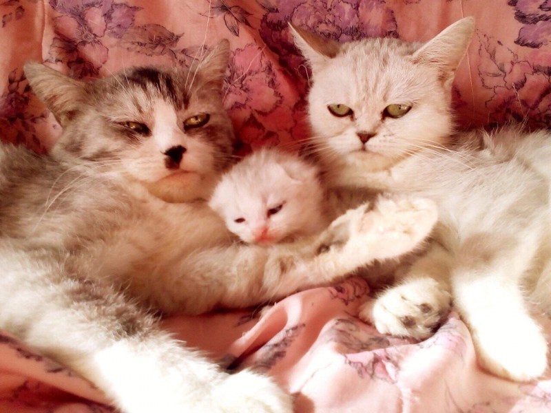 Счастливая Кошачья семья