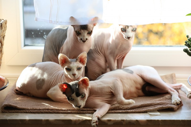 Семья кошек