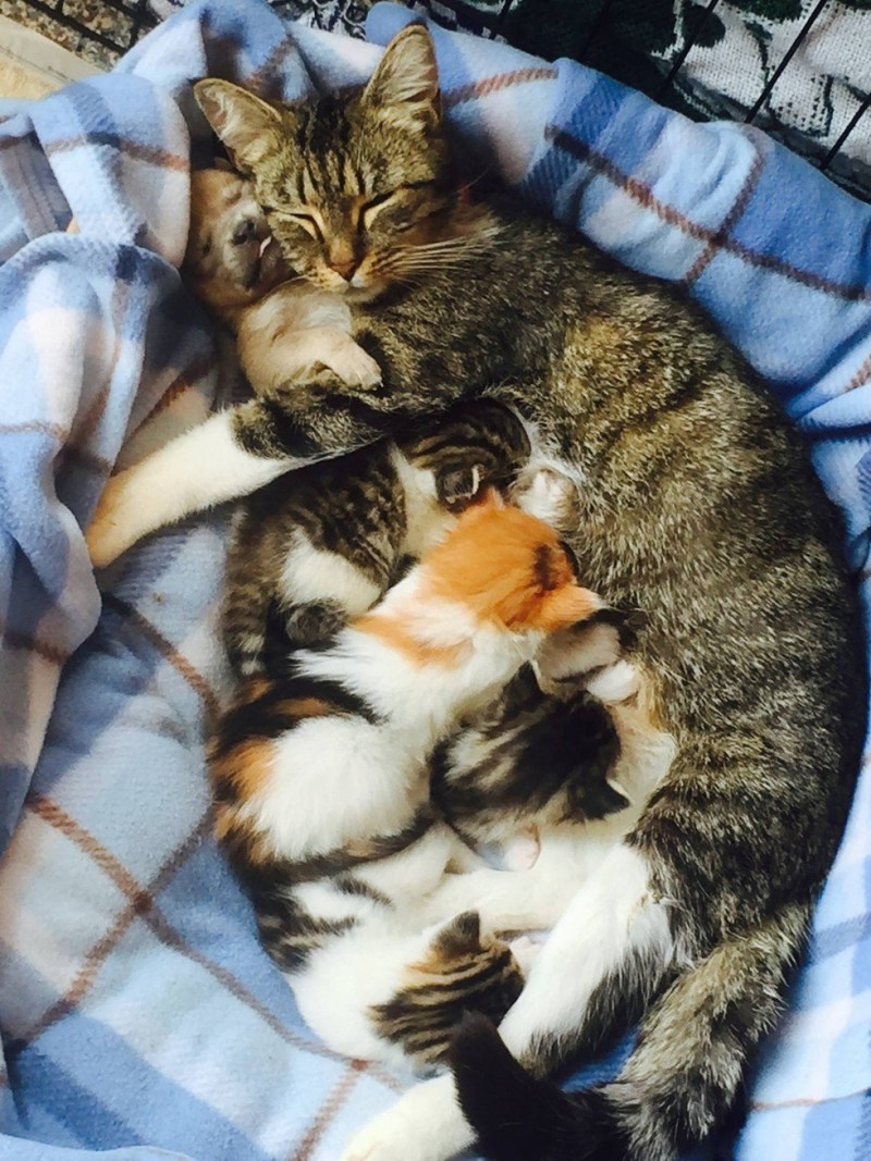 Кошачья семейка