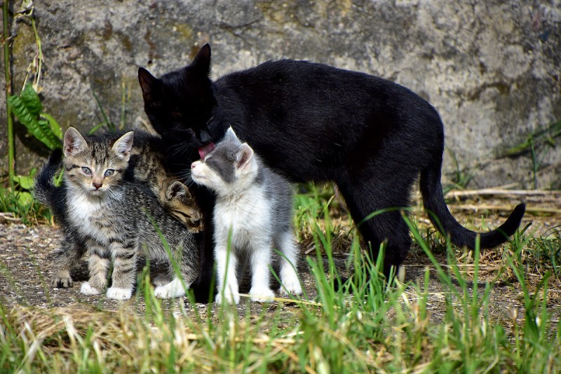 Семья котят