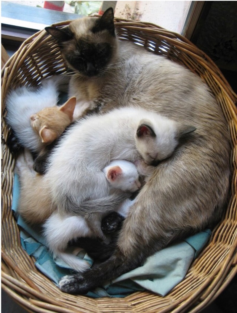 Кошка с котятами
