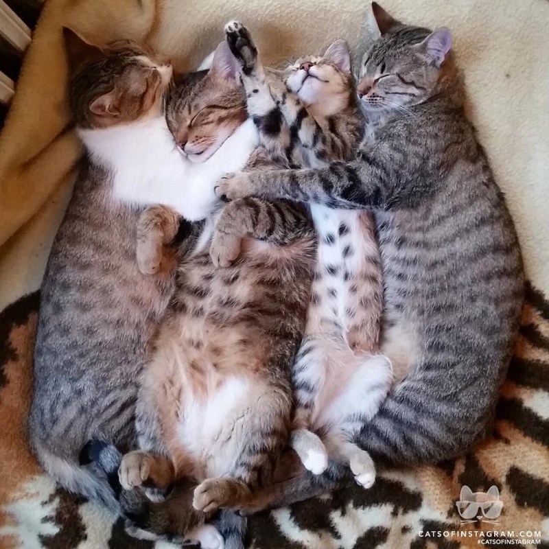 Кошачья семейка