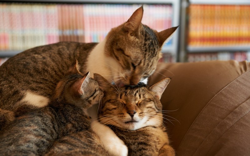 Кошка с котятами