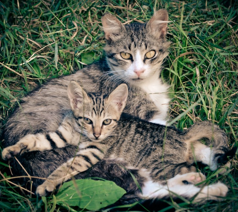 Семейка кошек