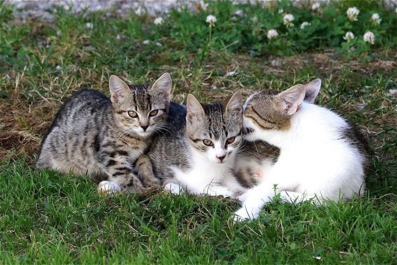 Молодые кошечки