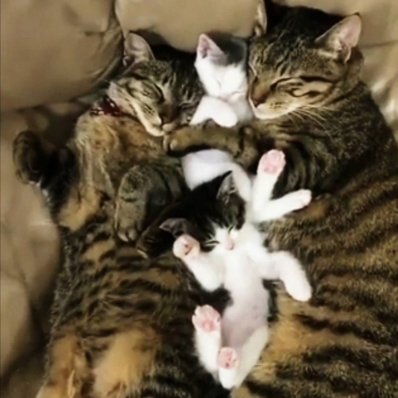 Семья кошек