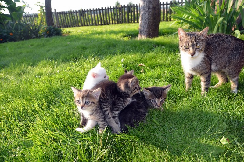 Кошка с котятами в деревне