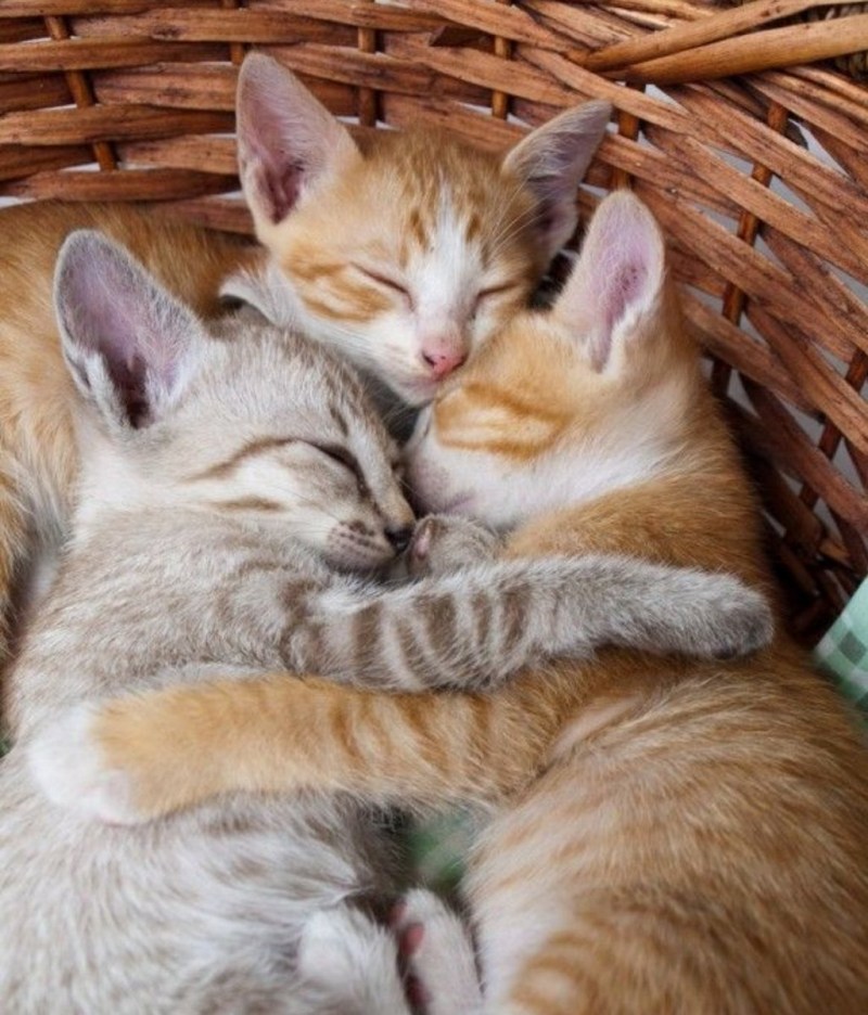 Кошка с котятами