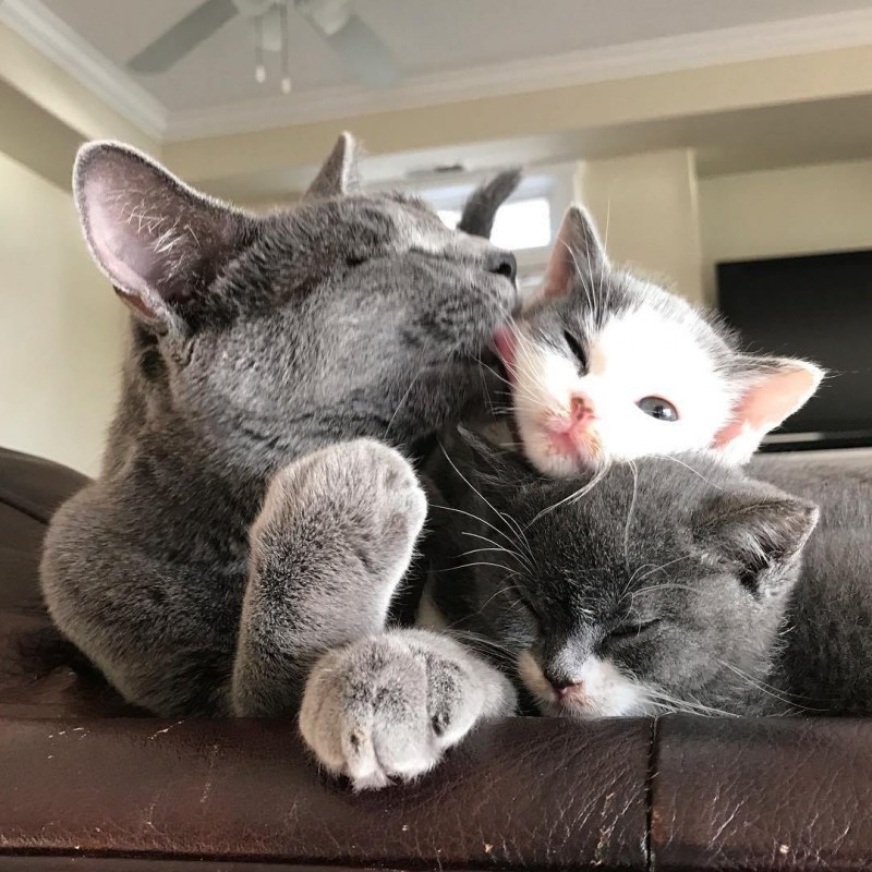 Кошачья семейка