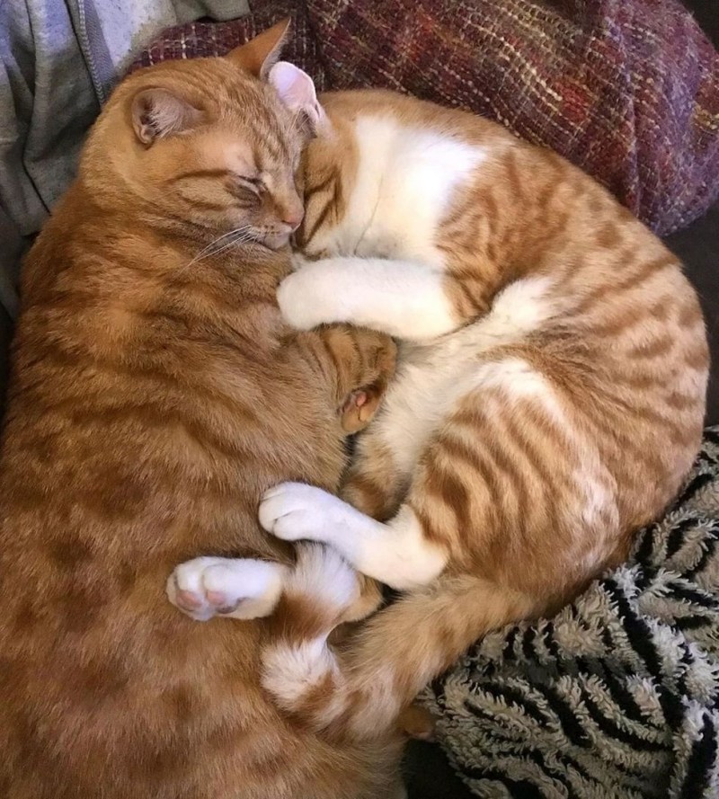 Семья котиков обнимаются