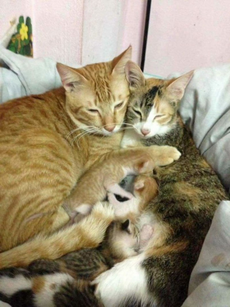 Семья кошек