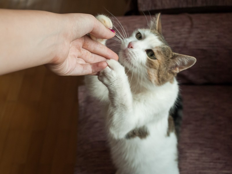 Кошка которую гладят
