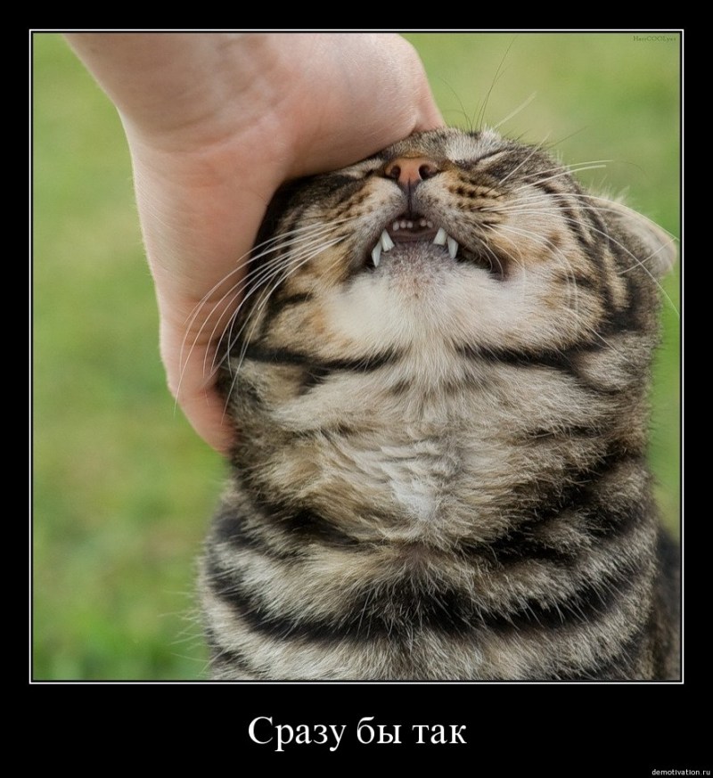 Гладить кошку