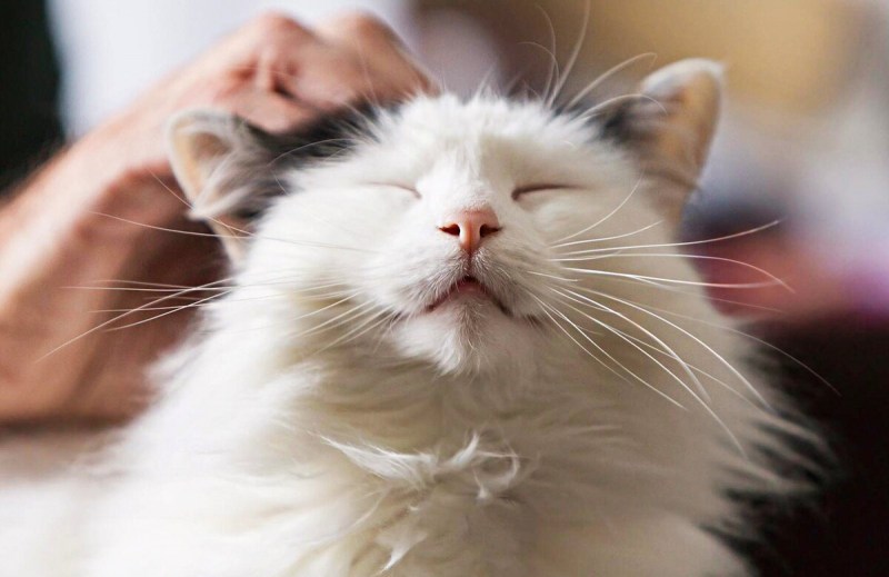 Гладить кошку