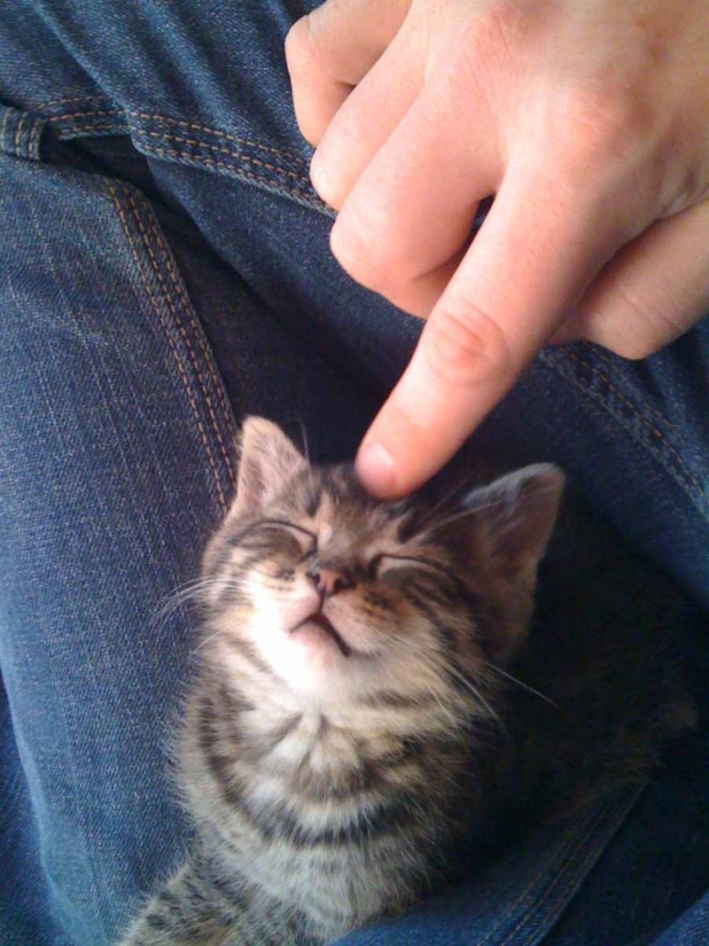 Котенок в мужских руках