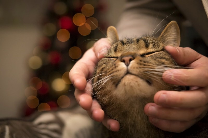 Гладить кошку