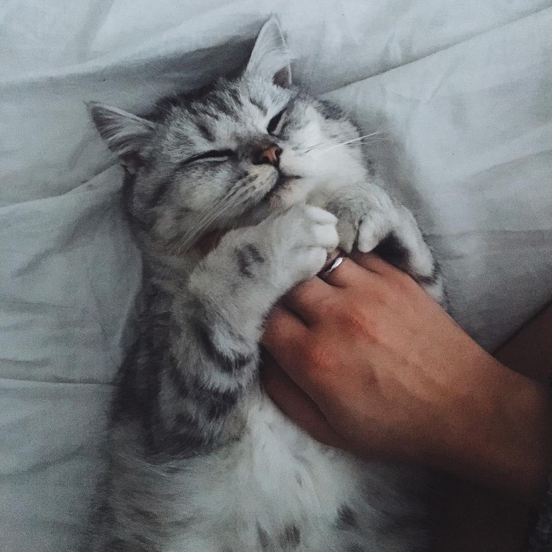 Котика гладят