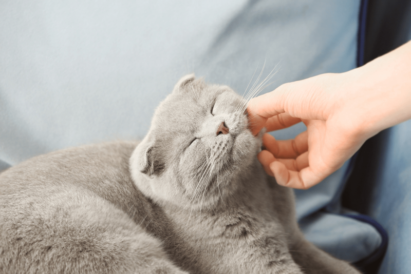 Котики мурлычат