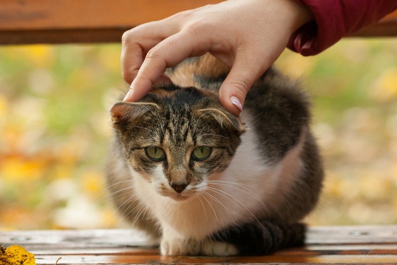 Рука гладит кота