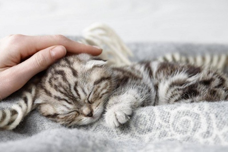 Гладит спящего кота