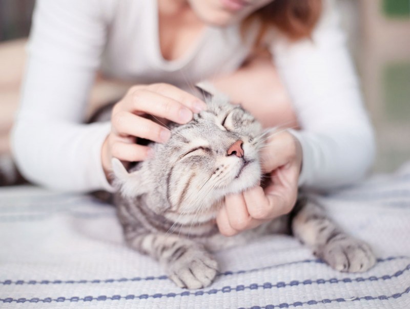 Человек гладит кошку