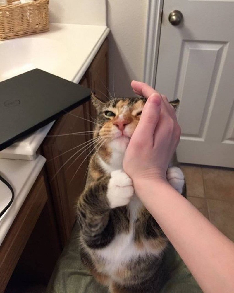 Кот которого гладят по голове