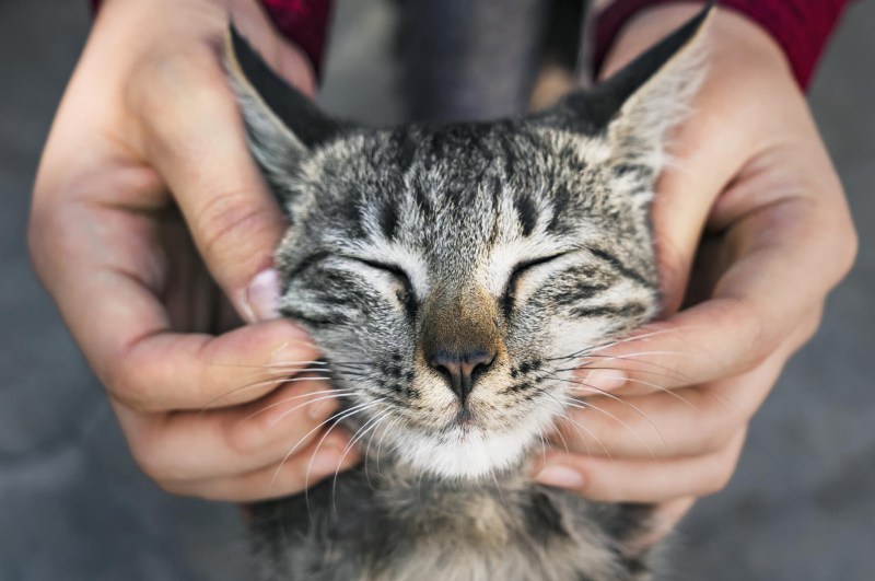 Гладить кота