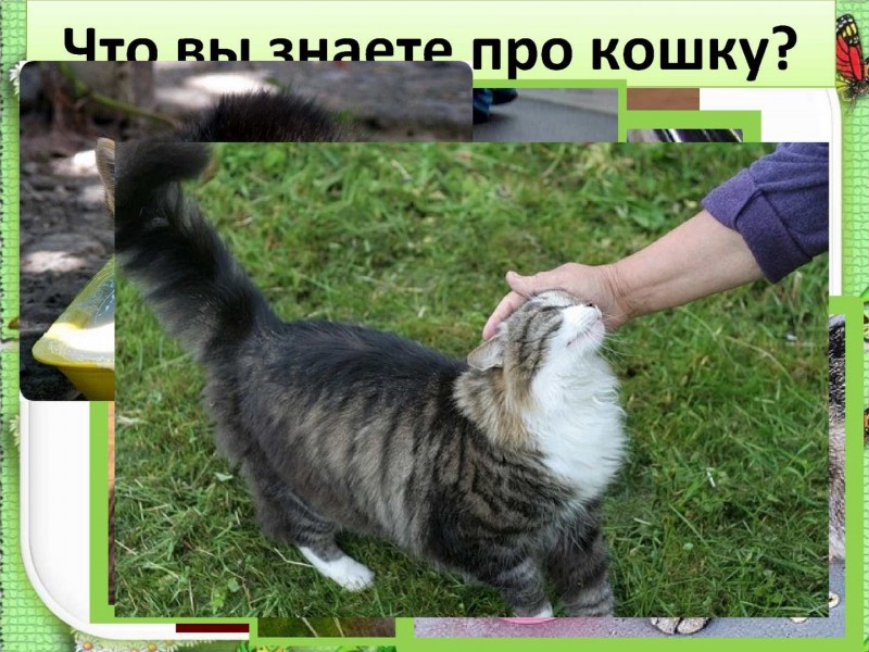 Человек гладит кошку