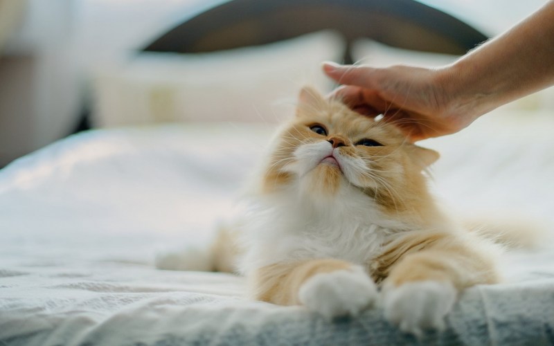 Котик гладит котика