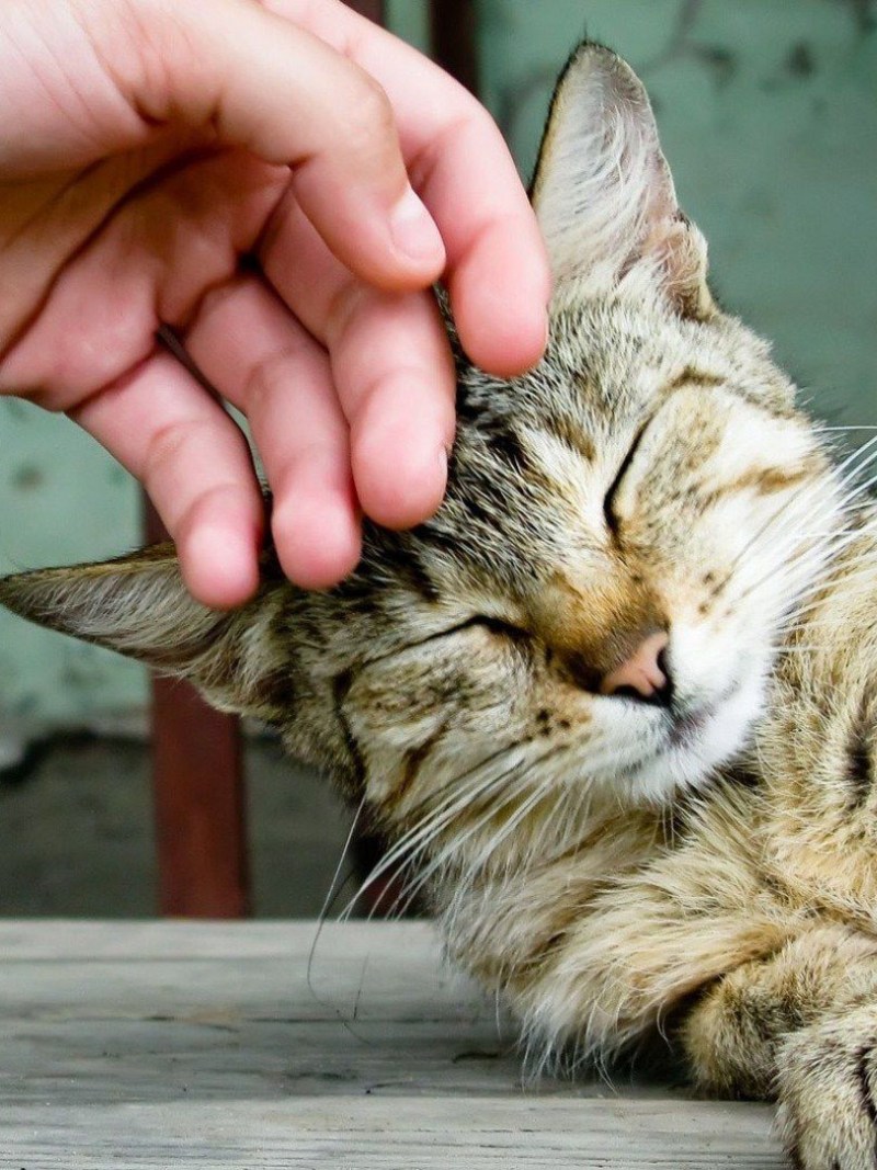 Кошечка ласкается