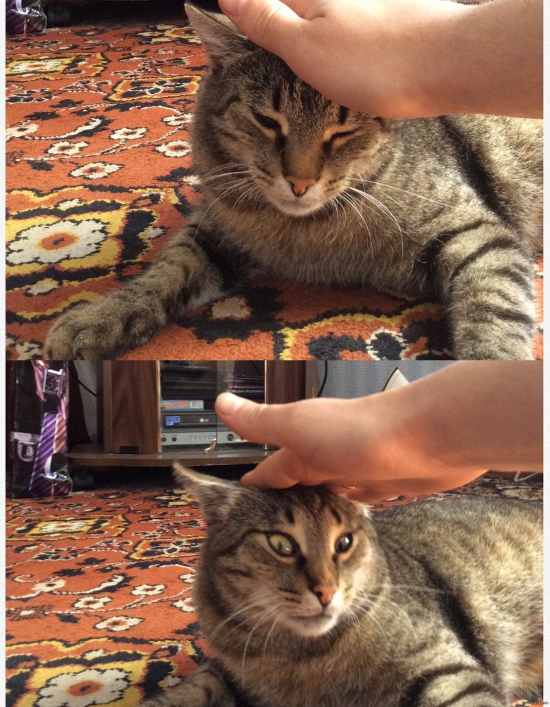 Кот которого гладят по голове