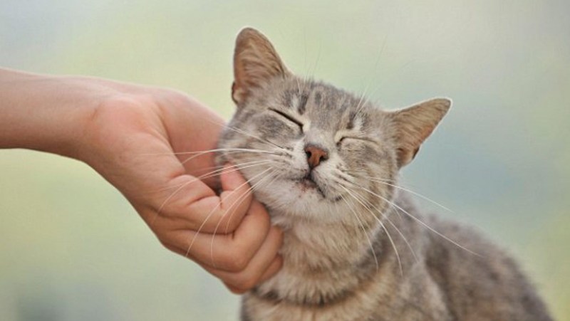 Рука гладит кота