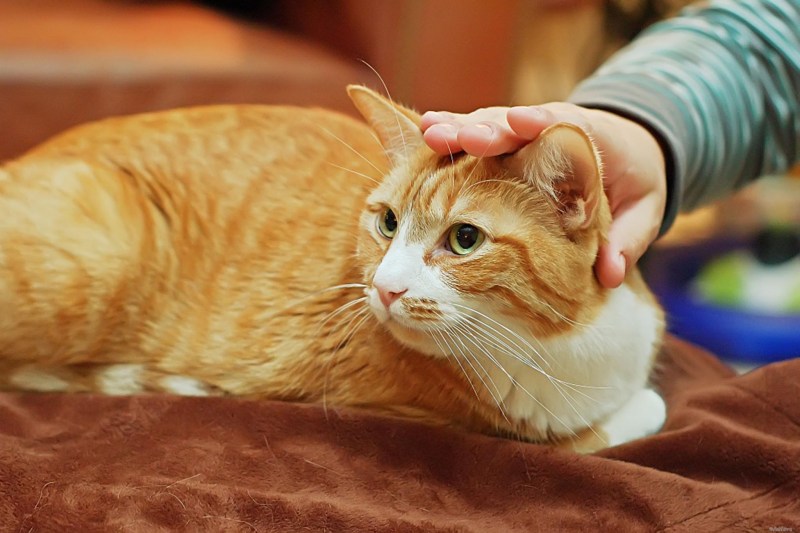 Гладить кошку
