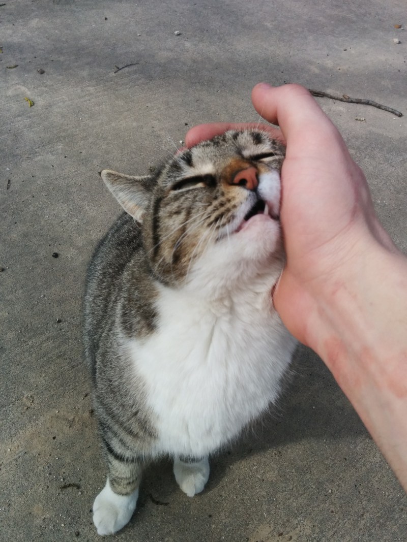 Кот ласкается