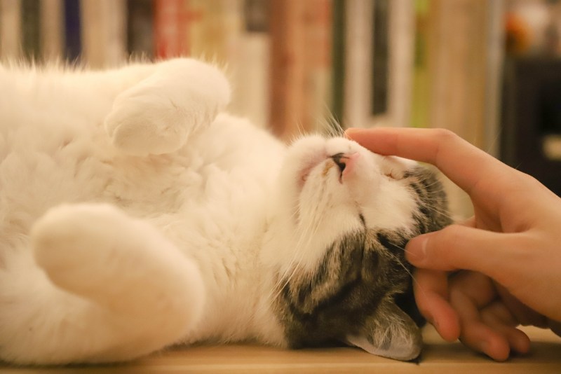 Гладить кота
