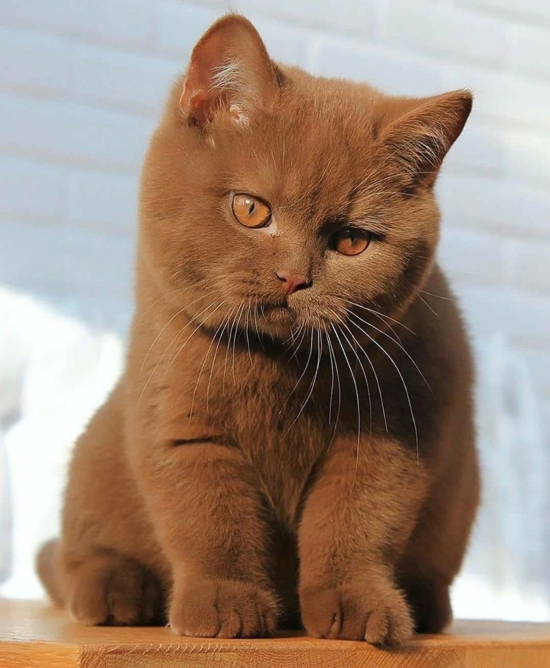 Британский кот циннамон