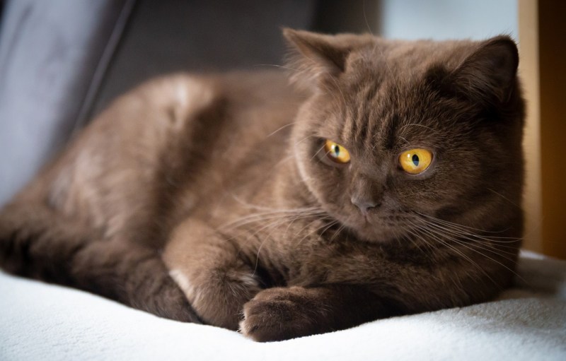 Британский короткошерстный кот