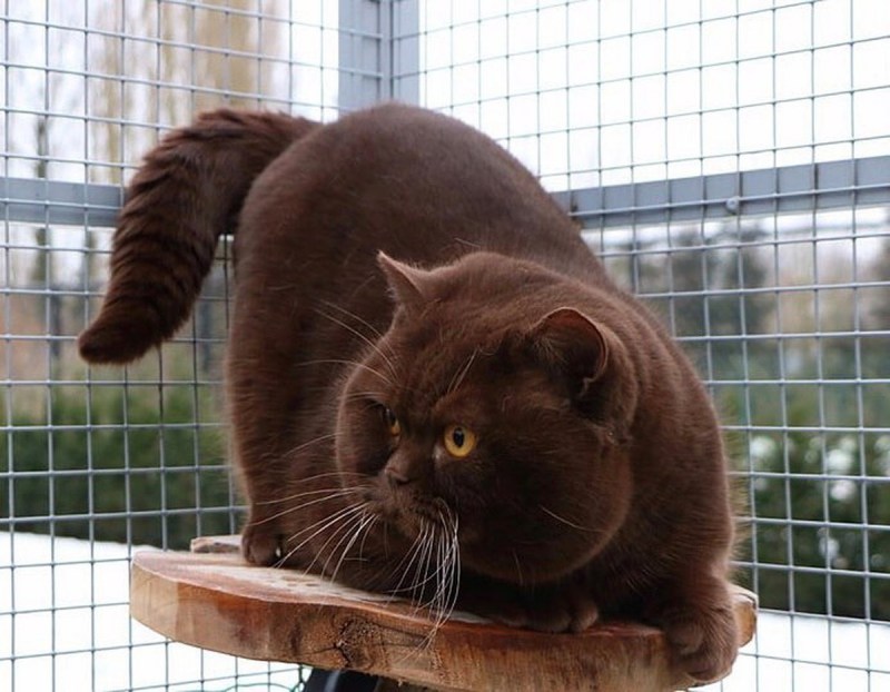 Crystal_Flames_cattery питомник коты