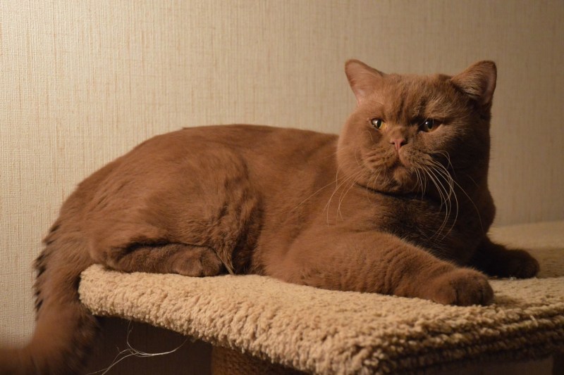 Котенок британец циннамон