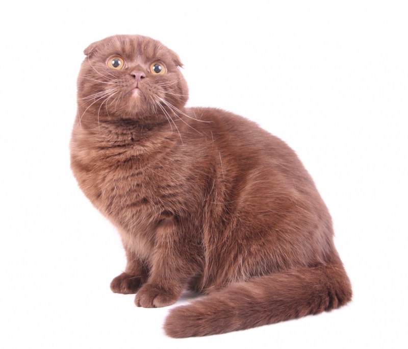 Шотландская вислоухая кошка кори